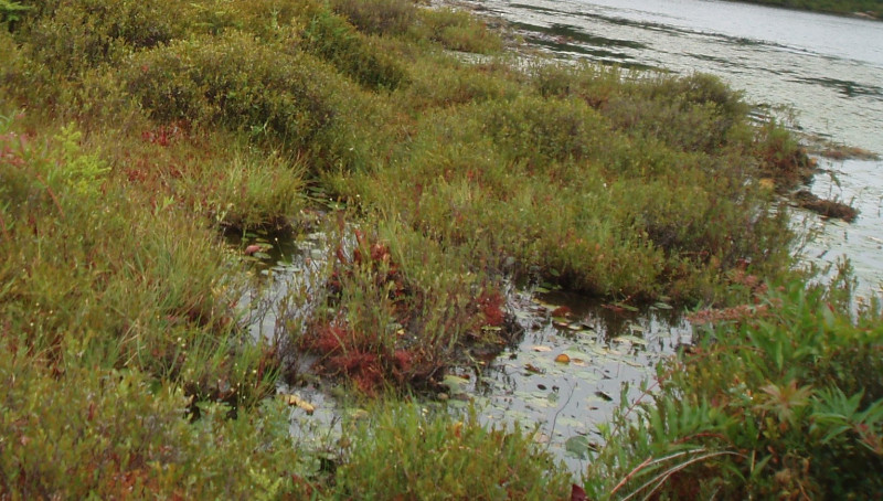 Sphagnum - beaked rush peatland